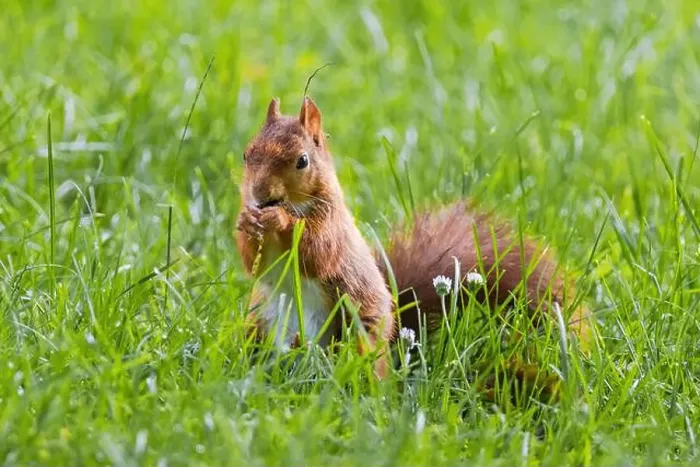 Framed Print : cute young squirrel playing on green meadow at park, wildlife Framed Print : cute young squirrel playing on green meadow at park, wildlife
