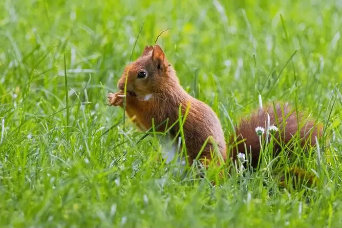 Framed Print : cute young squirrel playing on green meadow at park, wildlife Framed Print : cute young squirrel playing on green meadow at park, wildlife