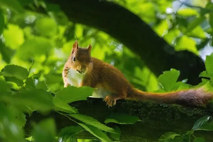 Framed Print : cute young squirrel portrait on tree at park Framed Print : cute young squirrel portrait on tree at park