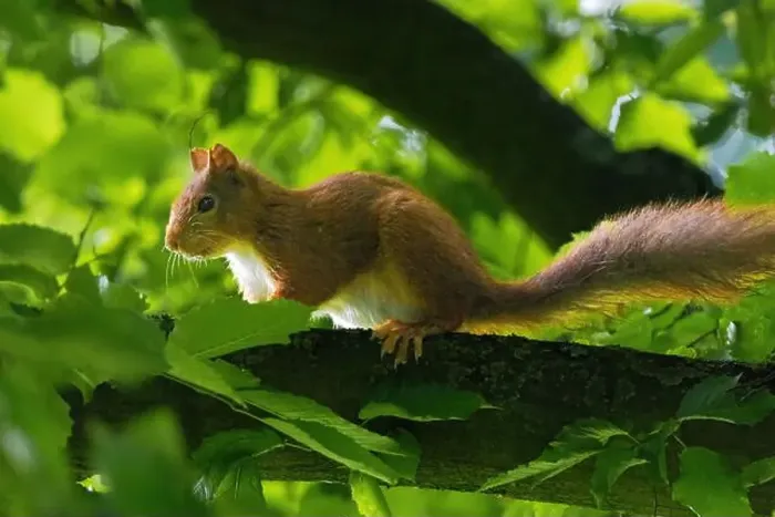 Framed Print : cute young squirrel portrait on tree at park Framed Print : cute young squirrel portrait on tree at park