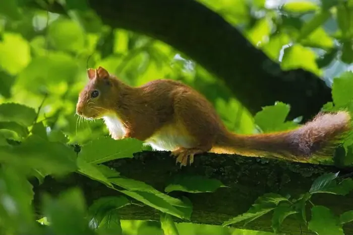 Framed Print : cute young squirrel portrait on tree at park Framed Print : cute young squirrel portrait on tree at park