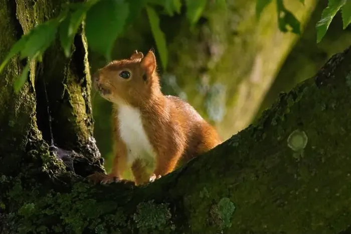 Framed Print : cute young squirrel portrait on tree at park