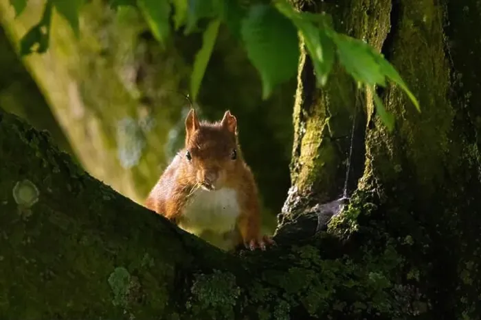 Framed Print : cute young squirrel portrait on tree at park Framed Print : cute young squirrel portrait on tree at park