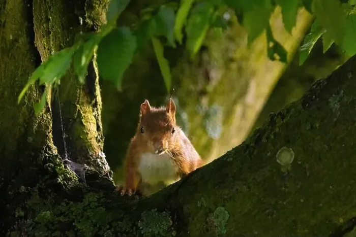 Framed Print : cute young squirrel portrait on tree at park