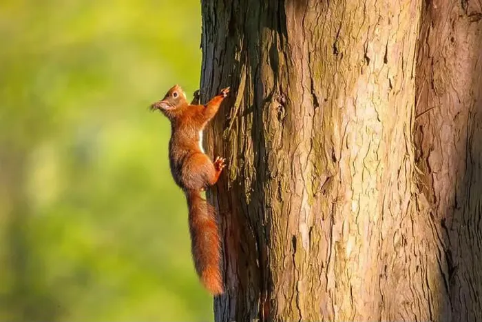 Framed Print : cute young squirrel portrait on tree at park Framed Print : cute young squirrel portrait on tree at park