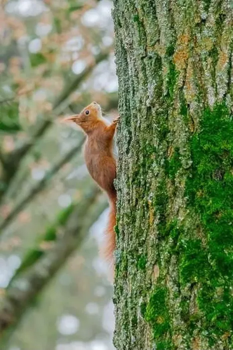 Framed Print : cute young squirrel portrait on tree at park Framed Print : cute young squirrel portrait on tree at park
