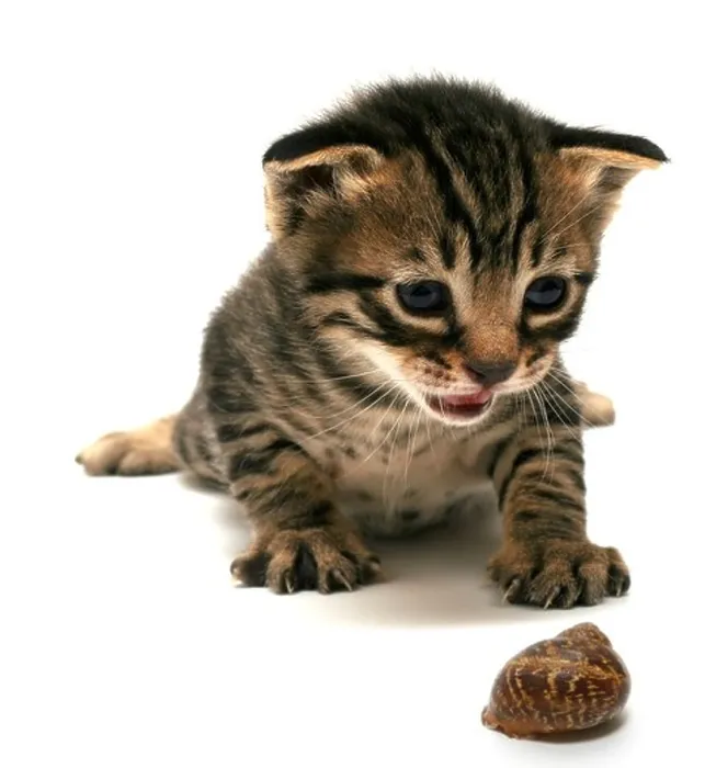 Framed Print : Cutout of a one week old curious kitten and snail on white background Framed Print : Cutout of a one week old curious kitten and snail on white background