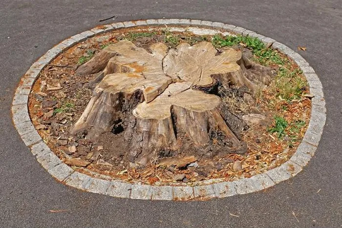 Framed Print : Cutted down big old tree stump in park Framed Print : Cutted down big old tree stump in park