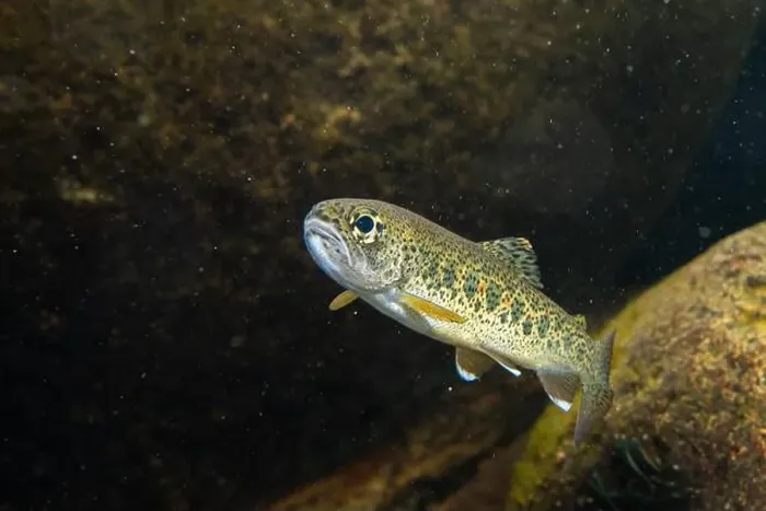 Framed Print : Cutthroat trout