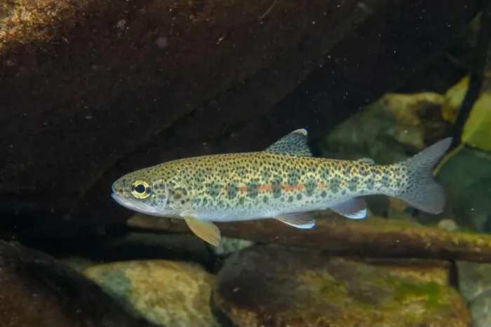 Framed Print : Cutthroat trout in British Columbia, Canada Framed Print : Cutthroat trout in British Columbia, Canada