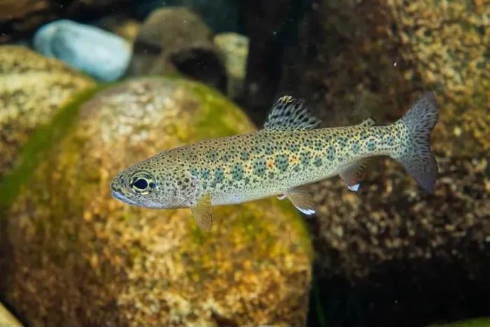 Framed Print : Cutthroat trout displaying amazing colouration in a shallow creek in the Pacific Northwest Framed Print : Cutthroat trout displaying amazing colouration in a shallow creek in the Pacific Northwest