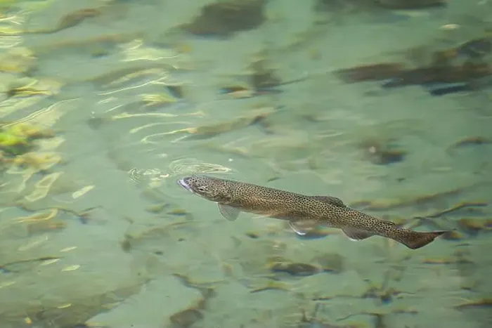 Framed Print : A Cutthroat trout about to grab a small insect in the surface of the water in a shallow stream in the Pacific Northwest Framed Print : A Cutthroat trout about to grab a small insect in the surface of the water in a shallow stream in the Pacific Northwest