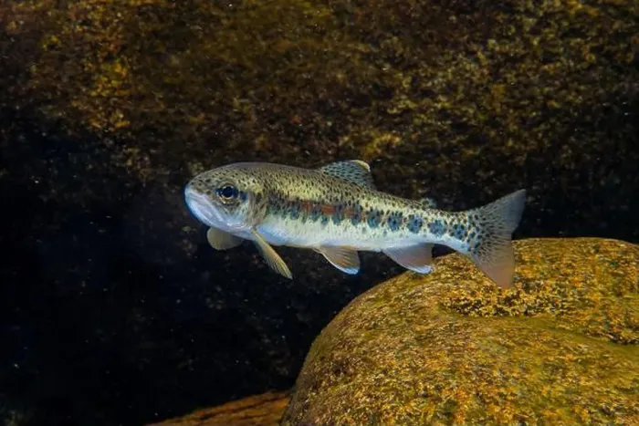 Framed Print : Cutthroat trout ( Oncorhynchus clarkii ) Framed Print : Cutthroat trout ( Oncorhynchus clarkii )