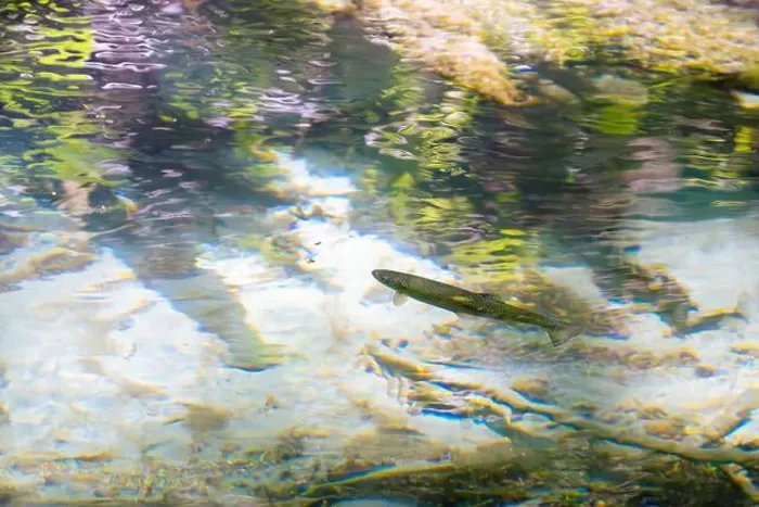 Framed Print : Cutthroat trout in a stream in the Squamish river tributary Framed Print : Cutthroat trout in a stream in the Squamish river tributary