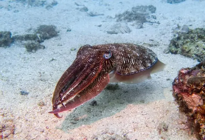 Framed Print : A cuttlefish disguises at the bottom of the Gulf of Oman in Fujairah, United Arab Emirates Framed Print : A cuttlefish disguises at the bottom of the Gulf of Oman in Fujairah, United Arab Emirates
