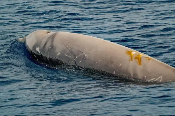 Framed Print : A Cuvier's beaked whale Damaged by propeller impact collision Framed Print : A Cuvier's beaked whale Damaged by propeller impact collision