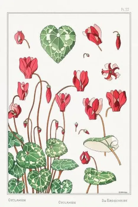 Framed Print : Cyclamen. Botanical art illustrated by Maurice Pillard Verneuil (1896) Framed Print : Cyclamen. Botanical art illustrated by Maurice Pillard Verneuil (1896)