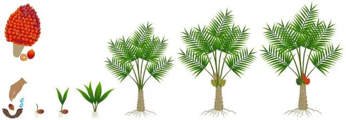 Framed Print : Cycle of growth of a oil palm tree on a white background Framed Print : Cycle of growth of a oil palm tree on a white background