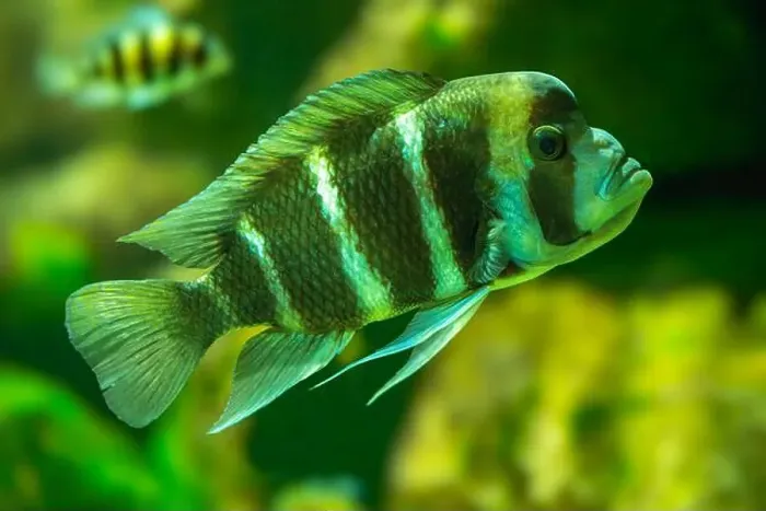 Framed Print : Cyphotilapia frontosa, also called the front cichlid and frontosa cichlid Framed Print : Cyphotilapia frontosa, also called the front cichlid and frontosa cichlid