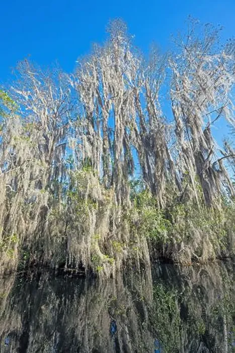 Framed Print : Cypress and Spanish Moss on a Wetland Shore in the Okefenokeee National Wildlife Refuge in Georgia Framed Print : Cypress and Spanish Moss on a Wetland Shore in the Okefenokeee National Wildlife Refuge in Georgia