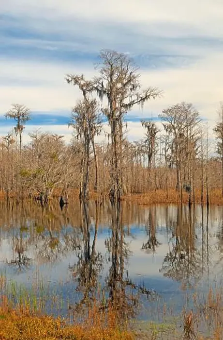 Framed Print : Cypress Tree Reflections in Calm Waters in Stephen C Foster State Park in Georgia Framed Print : Cypress Tree Reflections in Calm Waters in Stephen C Foster State Park in Georgia