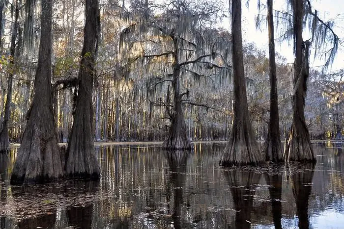 Framed Print : Cypress Trees in Caddo Lake Framed Print : Cypress Trees in Caddo Lake