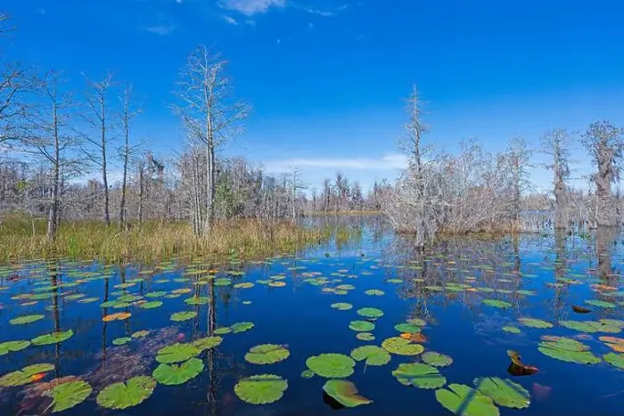 Framed Print : Cypress Trees Growing in the Lily Pads in the Okefenokee National Wildlife Refuge in Georgia Framed Print : Cypress Trees Growing in the Lily Pads in the Okefenokee National Wildlife Refuge in Georgia