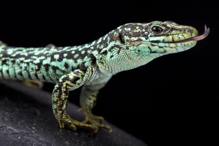 Framed Print : Cyren's rock lizard, Iberolacerta cyreni cyreni Framed Print : Cyren's rock lizard, Iberolacerta cyreni cyreni
