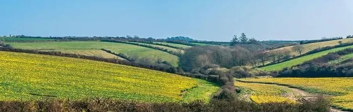 Framed Print : Daffodil farm in Cornwall from a drone, England Framed Print : Daffodil farm in Cornwall from a drone, England