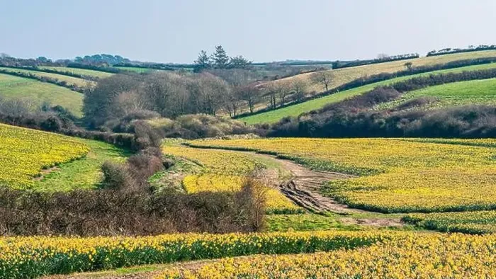 Framed Print : Daffodil farm in Cornwall from a drone, England Framed Print : Daffodil farm in Cornwall from a drone, England