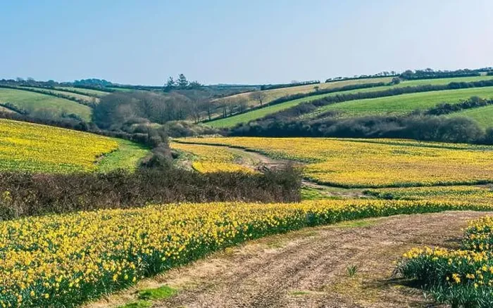 Framed Print : Daffodil farm in Cornwall from a drone, England Framed Print : Daffodil farm in Cornwall from a drone, England