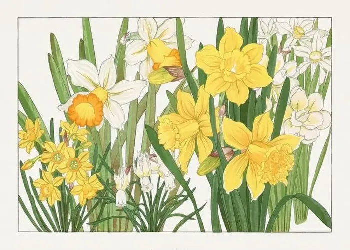Framed Print : Daffodil flower. Asian art. Japanese flower woodblock art by Tanigami Kônan Framed Print : Daffodil flower. Asian art. Japanese flower woodblock art by Tanigami Kônan