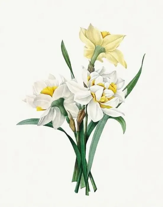 Framed Print : Daffodil flowers. Beautiful flower illustration. Antique Botanical art by Pierre Joseph Redouté. Circa 1833 Framed Print : Daffodil flowers. Beautiful flower illustration. Antique Botanical art by Pierre Joseph Redouté. Circa 1833