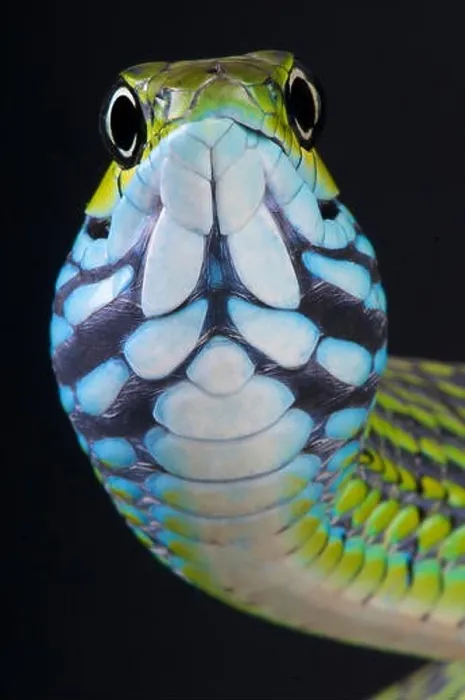 Framed Print : Dagger-tooth snake (Rhamnophis aethiopissa) Framed Print : Dagger-tooth snake (Rhamnophis aethiopissa)