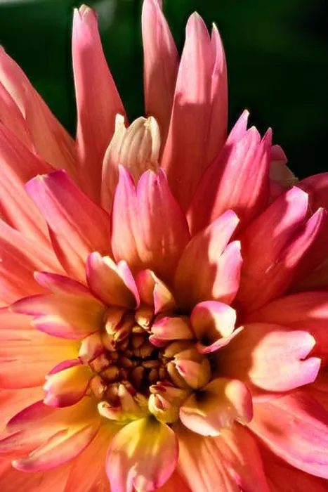 Framed Print : dahlia blossom, black background Framed Print : dahlia blossom, black background