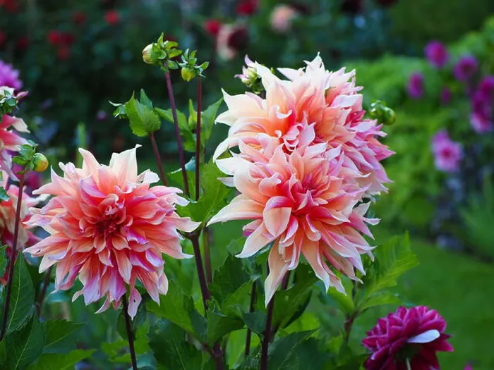 Framed Print : Dahlia Labyrinth with its huge peach coloured blooms, featured in the Sunken Garden at Chenies Manor