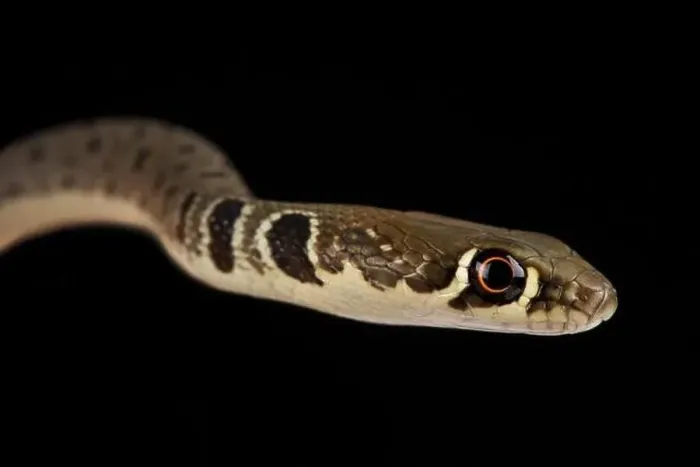 Framed Print : Dahl's whip snake (Platyceps najadum) Framed Print : Dahl's whip snake (Platyceps najadum)