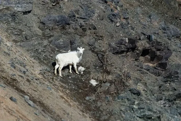 Framed Print : Dall sheep on the side of a rocky mountain on a sunny spring day in Alaska Framed Print : Dall sheep on the side of a rocky mountain on a sunny spring day in Alaska