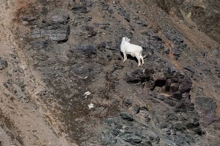 Framed Print : Dall sheep standing on rocks on the side of a mountain looking to the side on a sunny spring day in Alaska Framed Print : Dall sheep standing on rocks on the side of a mountain looking to the side on a sunny spring day in Alaska