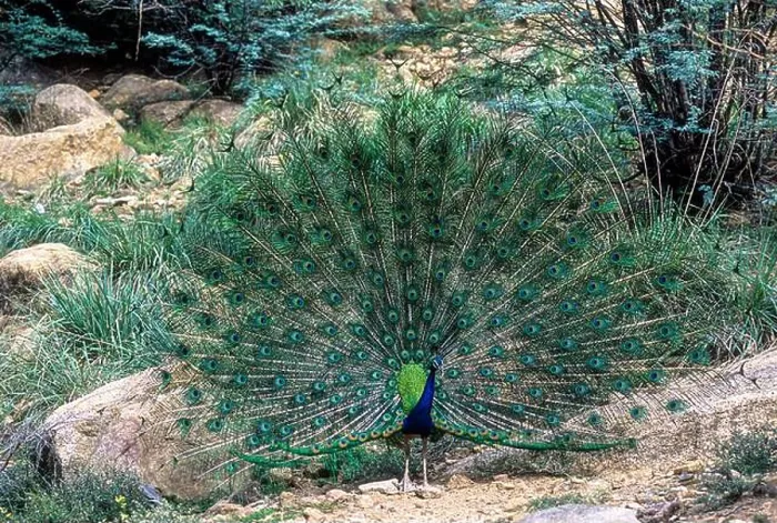 Framed Print : Dancing Indian Peafowl (Pavo cristatus) Peacock in Mudumalai National Park Framed Print : Dancing Indian Peafowl (Pavo cristatus) Peacock in Mudumalai National Park