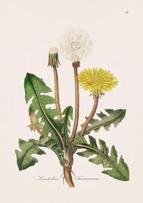 Framed Print : Dandelion. Botanical Illustration: Antique Medical Botanical Artwork from a 19th-century Botany Book Plate Framed Print : Dandelion. Botanical Illustration: Antique Medical Botanical Artwork from a 19th-century Botany Book Plate