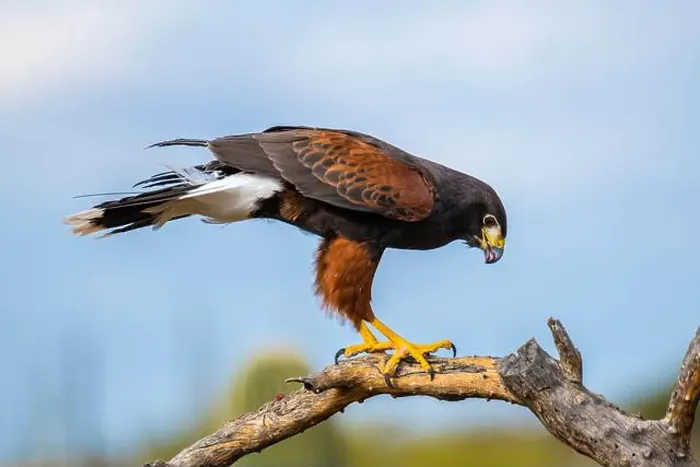 Framed Print : A dark brown Harris Hawk in Tucson, Arizona Framed Print : A dark brown Harris Hawk in Tucson, Arizona