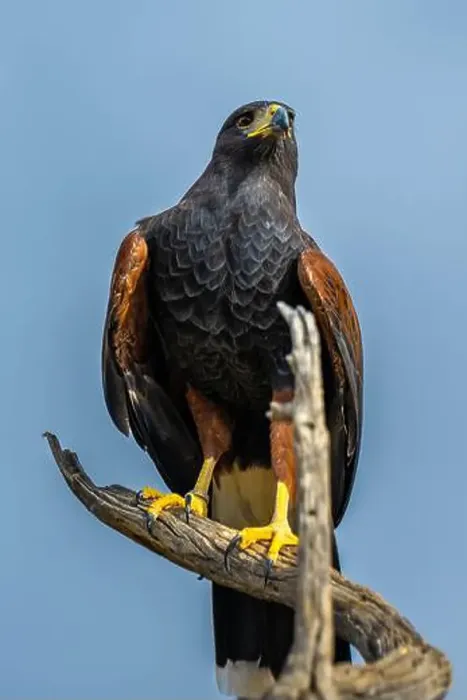 Framed Print : A dark brown Harris Hawk in Tucson, Arizona Framed Print : A dark brown Harris Hawk in Tucson, Arizona