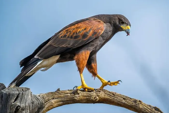 Framed Print : A dark brown Harris Hawk in Tucson, Arizona Framed Print : A dark brown Harris Hawk in Tucson, Arizona