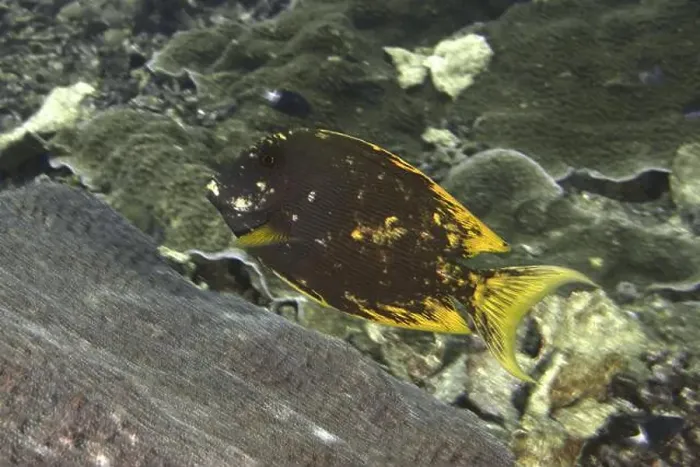 Framed Print : Dark-coloured fish with yellow details Framed Print : Dark-coloured fish with yellow details