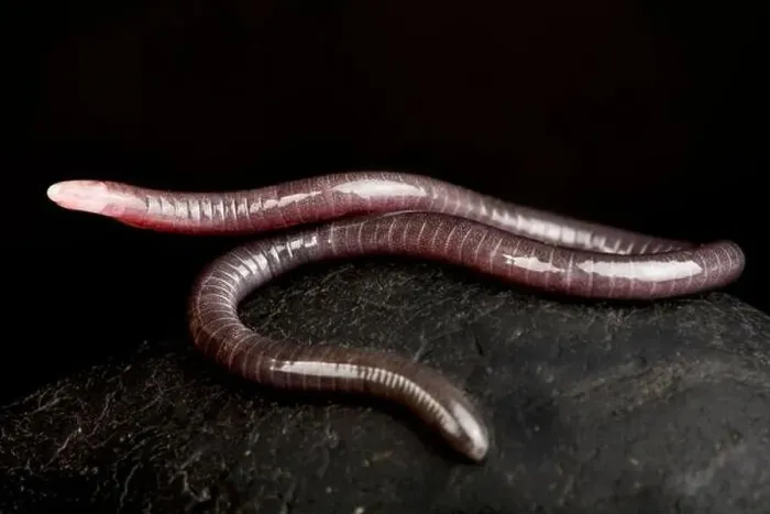 Framed Print : Dark dwarf caecilian (Microcaecilia unicolor) Framed Print : Dark dwarf caecilian (Microcaecilia unicolor)