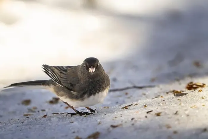 Framed Print : Dark-eyed-junco feeding on the ground near a bird feeder in a park during winter Framed Print : Dark-eyed-junco feeding on the ground near a bird feeder in a park during winter