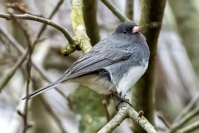 Framed Print : A Dark-eyed Junco isolated on a tree branch in Southwestern Ontario, Canada Framed Print : A Dark-eyed Junco isolated on a tree branch in Southwestern Ontario, Canada
