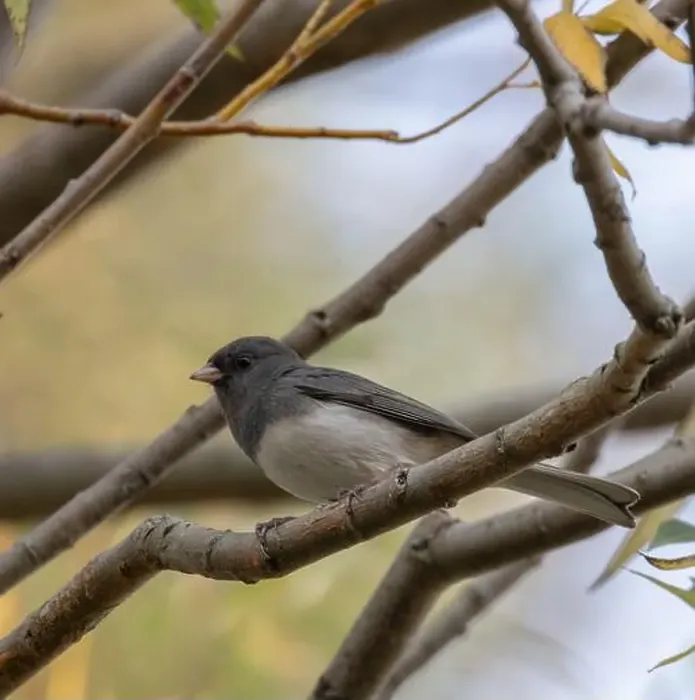 Framed Print : Dark-eyed Junco in a woodland in autumn in Ontario Canada Framed Print : Dark-eyed Junco in a woodland in autumn in Ontario Canada