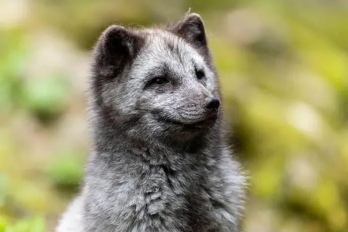Framed Print : A dark grey fox sits attentively and curiously in a green meadow, arctic fox (Alopex lagopus) Framed Print : A dark grey fox sits attentively and curiously in a green meadow, arctic fox (Alopex lagopus)